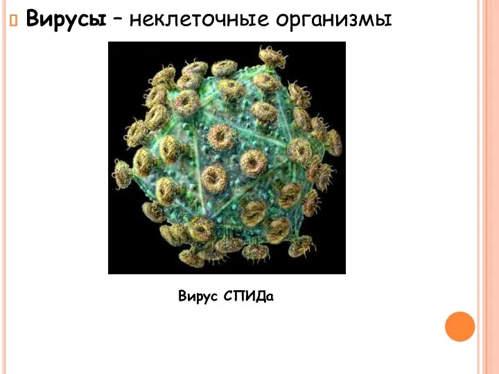 Вирусы – неклеточные организмы Вирус СПИДа