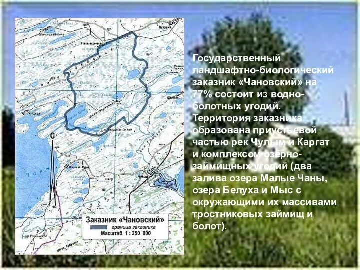 Государственный ландшафтно-биологический заказник «Чановский» на 77% состоит из водно-болотных угодий.