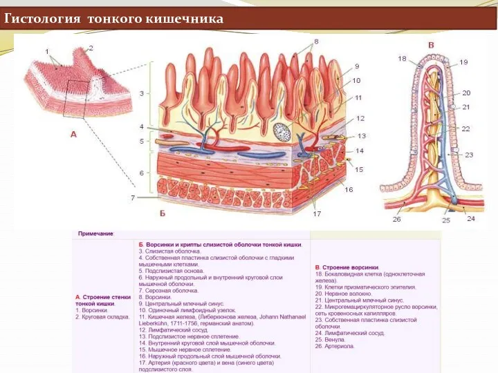 Гистология тонкого кишечника