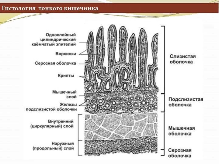 Гистология тонкого кишечника