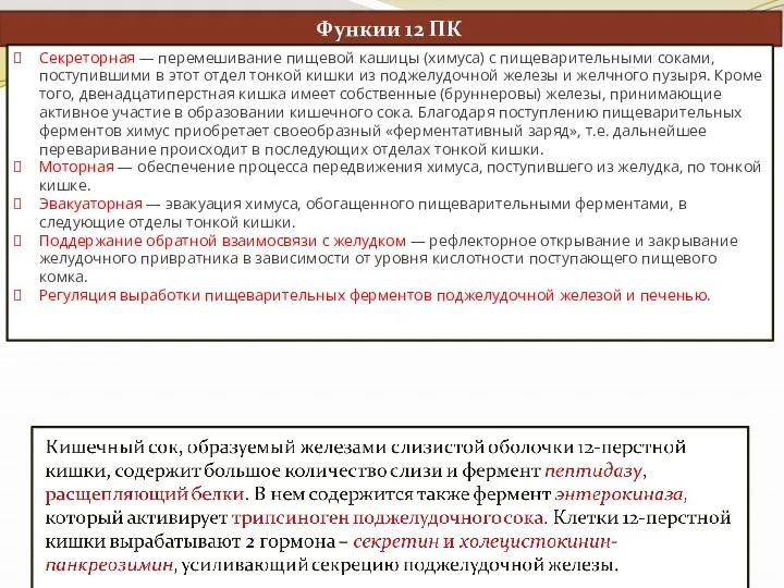 Функии 12 ПК Секреторная — перемешивание пищевой кашицы (химуса) с