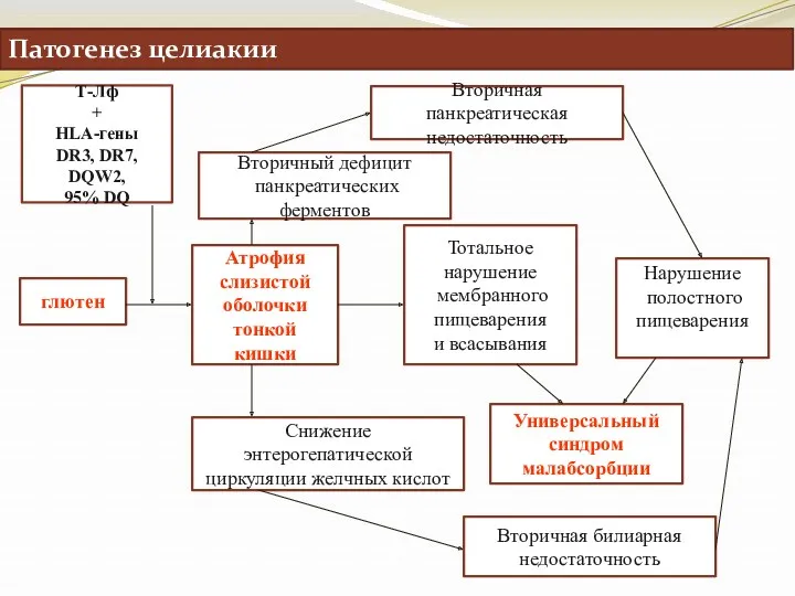 глютен Атрофия слизистой оболочки тонкой кишки Вторичный дефицит панкреатических ферментов