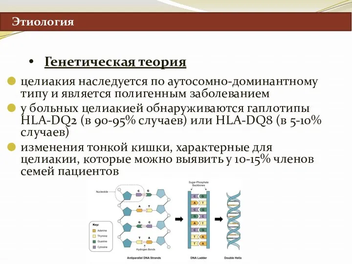 Этиология Генетическая теория целиакия наследуется по аутосомно-доминантному типу и является