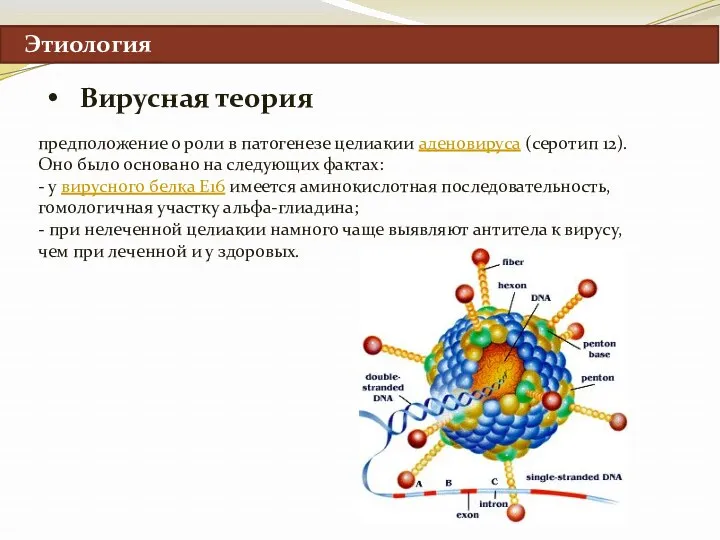 Этиология Вирусная теория предположение о роли в патогенезе целиакии аденовируса (серотип 12). Оно