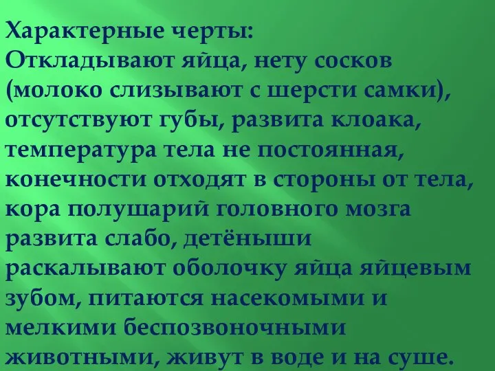 Характерные черты: Откладывают яйца, нету сосков (молоко слизывают с шерсти