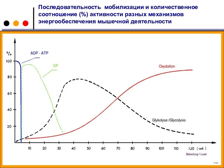 Последовательность мобилизации и количественное соотношение (%) активности разных механизмов энергообеспечения мышечной деятельности