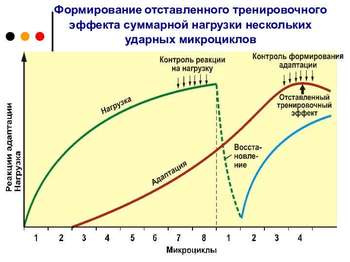 Формирование отставленного тренировочного эффекта суммарной нагрузки нескольких ударных микроциклов