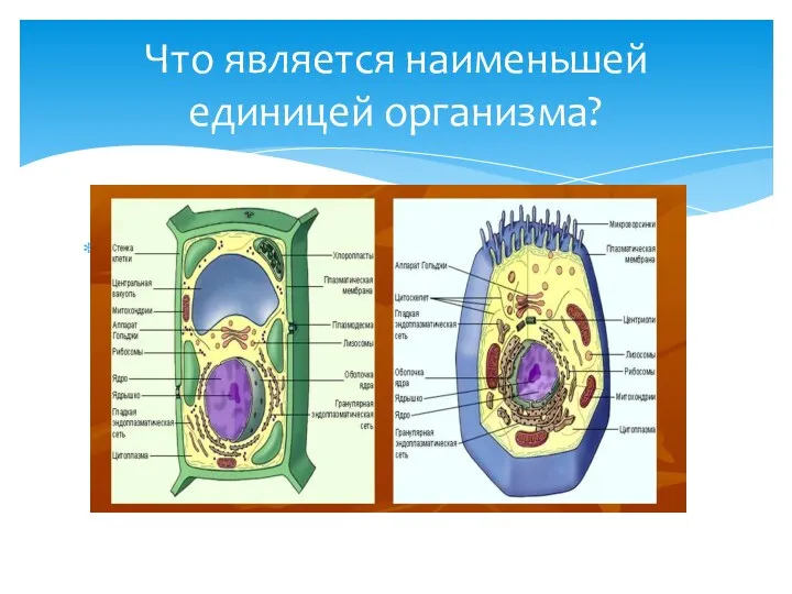 Клетка Что является наименьшей единицей организма?