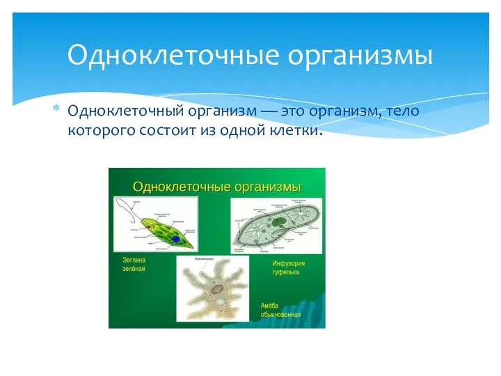 Одноклеточный организм — это организм, тело которого состоит из одной клетки. Одноклеточные организмы