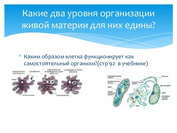 Каким образом клетка функционирует как самостоятельный организм?(стр 92 в учебнике)