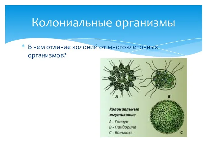 В чем отличие колоний от многоклеточных организмов? Колониальные организмы