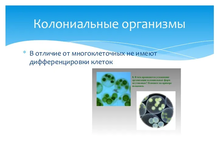 В отличие от многоклеточных не имеют дифференцировки клеток Колониальные организмы