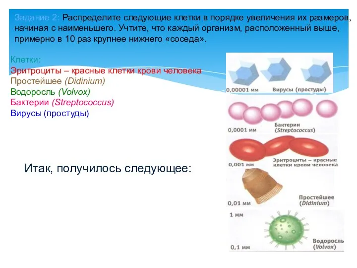 Задание 2: Распределите следующие клетки в порядке увеличения их размеров,