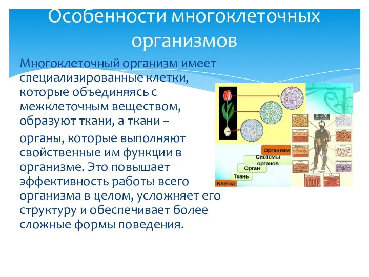 Многоклеточный организм имеет специализированные клетки, которые объединяясь с межклеточным веществом,