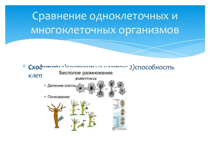 Сходство: 1)состоят из клеток; 2)способность клеток к делению. Сравнение одноклеточных и многоклеточных организмов