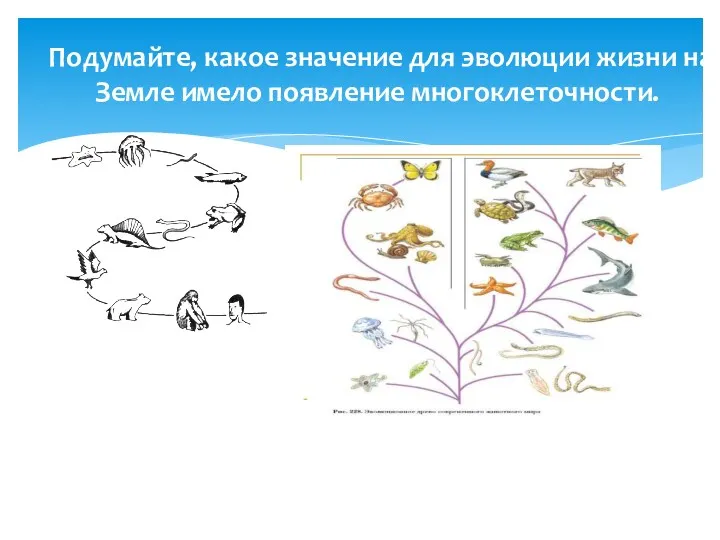 Подумайте, какое значение для эво­люции жизни на Земле имело появление многоклеточности.