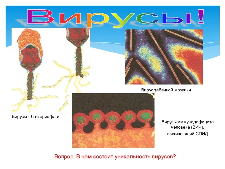 Вирусы! Вирусы - бактериофаги Вирус табачной мозаики Вирусы иммунодефицита человека