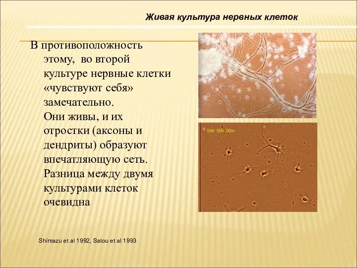В противоположность этому, во второй культуре нервные клетки «чувствуют себя»