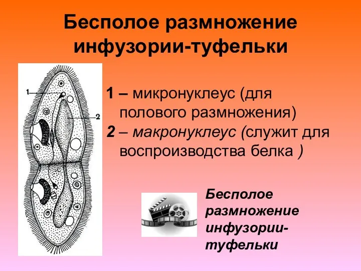 Бесполое размножение инфузории-туфельки 1 – микронуклеус (для полового размножения) 2