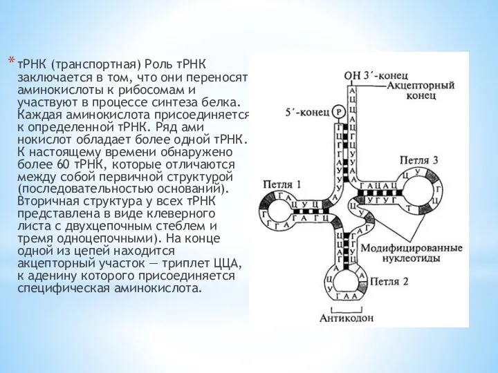 тРНК (транспортная) Роль тРНК заключается в том, что они переносят