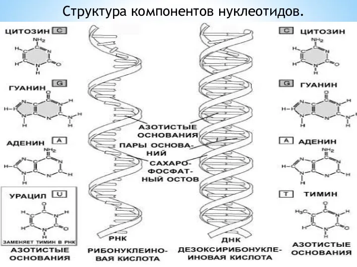 Структура компонентов нуклеотидов.