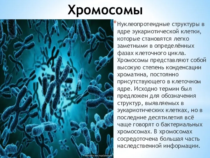 Хромосомы Нуклеопротеидные структуры в ядре эукариотической клетки, которые становятся легко