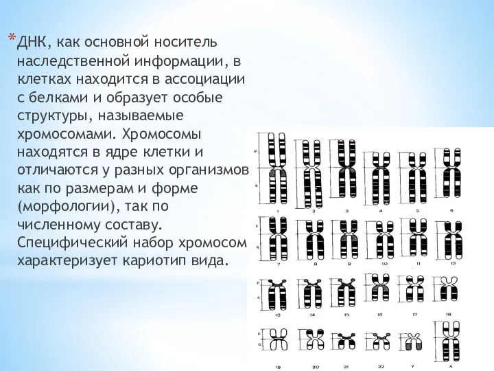 ДНК, как основной носитель наследственной информации, в клетках находится в