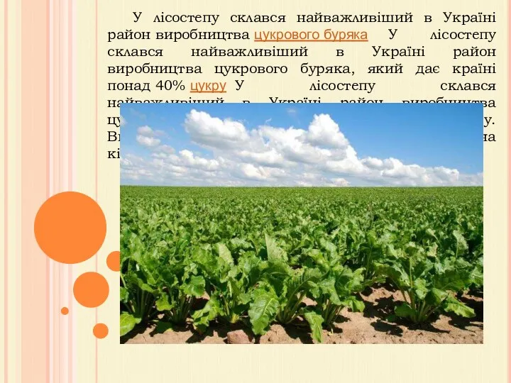 У лісостепу склався найважливіший в Україні район виробництва цукрового буряка