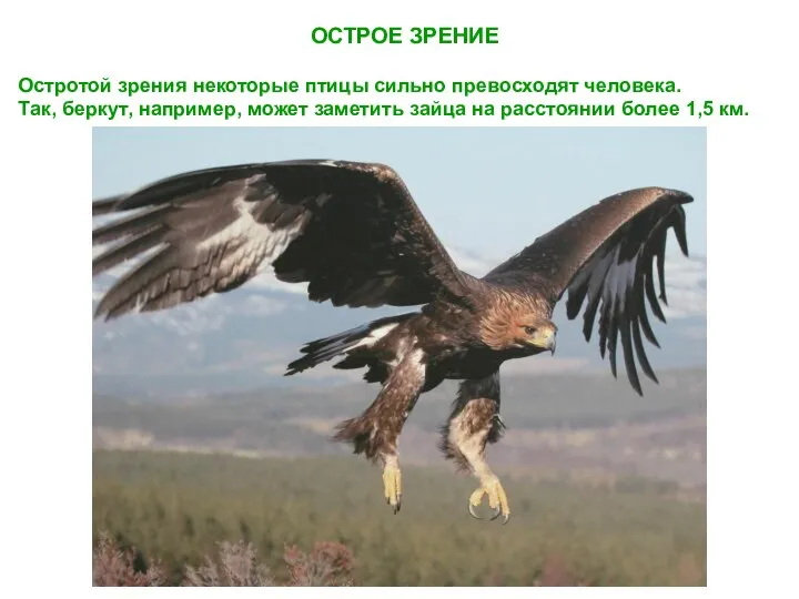 ОСТРОЕ ЗРЕНИЕ Остротой зрения некоторые птицы сильно превосходят человека. Так,