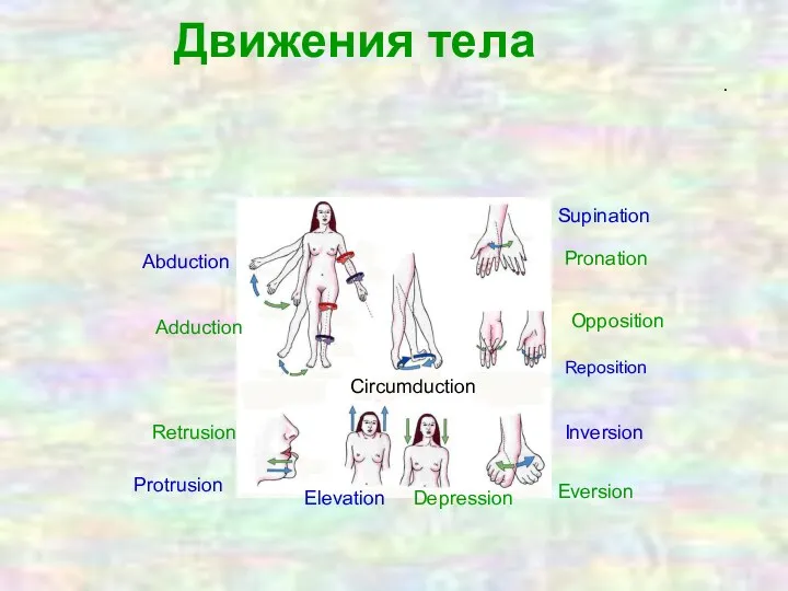 Abduction Adduction Circumduction Protrusion Retrusion Elevation Depression Inversion Eversion Opposition Reposition Supination Pronation . Движения тела