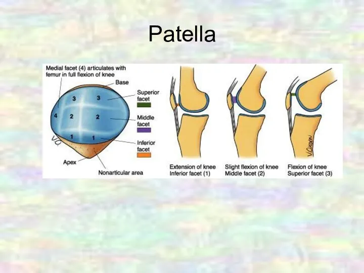 Patella