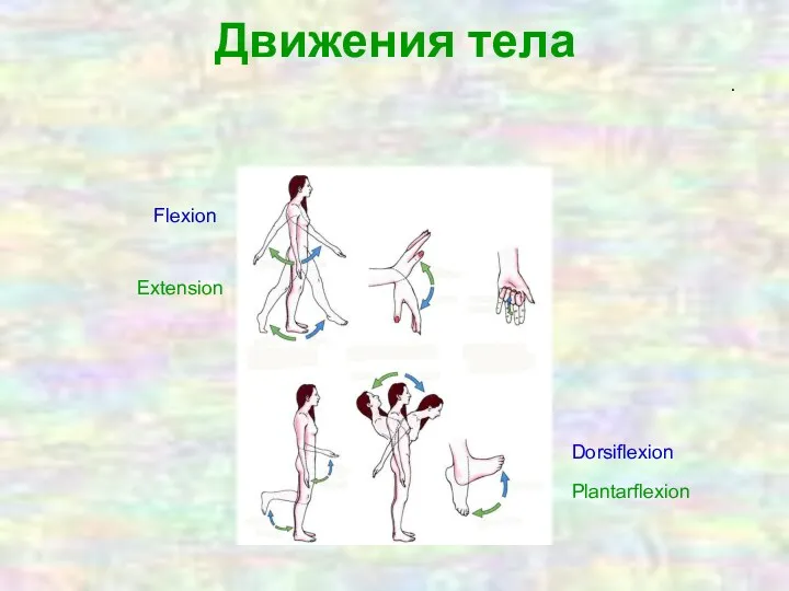 Движения тела Flexion Extension Dorsiflexion Plantarflexion .