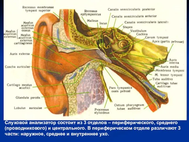 Слуховой анализатор состоит из 3 отделов – периферического, среднего (проводникового)