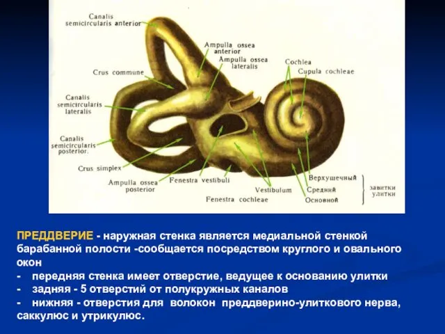 ПРЕДДВЕРИЕ - наружная стенка является медиальной стенкой барабанной полости -сообщается