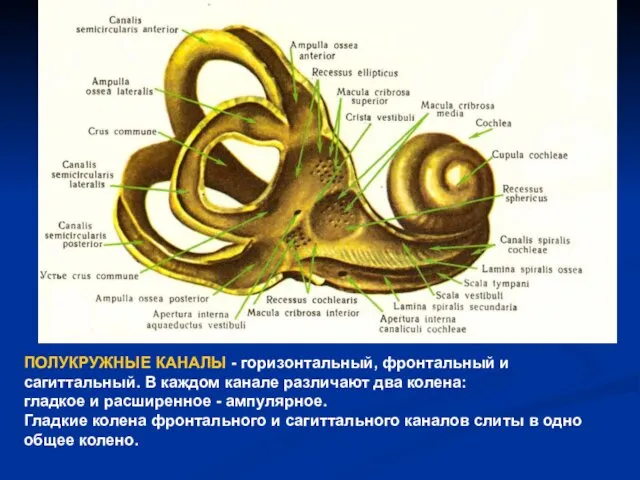 ПОЛУКРУЖНЫЕ КАНАЛЫ - горизонтальный, фронтальный и сагиттальный. В каждом канале