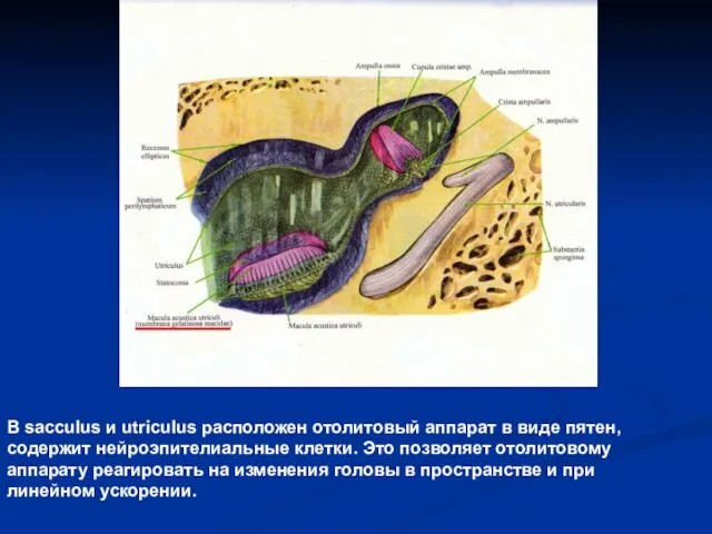 В sacculus и utriculus расположен отолитовый аппарат в виде пятен,