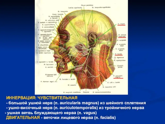 ИННЕРВАЦИЯ: ЧУВСТВИТЕЛЬНАЯ - большой ушной нерв (п. auricularis magnus) из