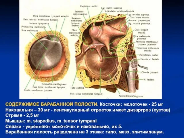 СОДЕРЖИМОЕ БАРАБАННОЙ ПОЛОСТИ. Косточки: молоточек - 25 мг Наковальня –