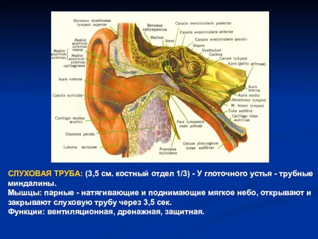 СЛУХОВАЯ ТРУБА: (3,5 см. костный отдел 1/3) - У глоточного