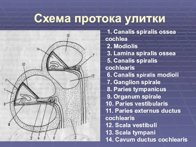 Схема протока улитки 1. Canalis spiralis ossea cochlea 2. Modiolis