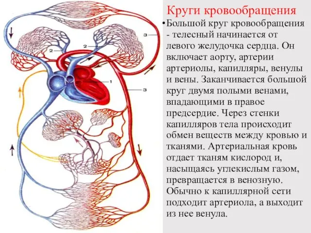 Круги кровообращения Большой круг кровообращения - телесный начинается от левого