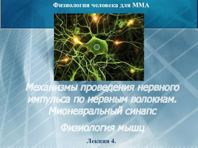 Механизмы проведения нервного импульса по нервным волокнам. Мионевральный синапс. Физиология мышц