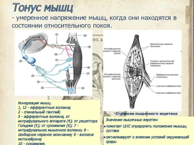 Тонус мышц - умеренное напряжение мышц, когда они находятся в