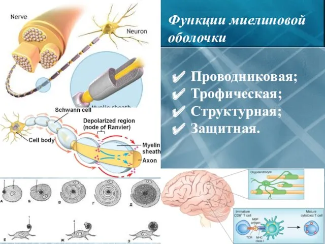 Проводниковая; Трофическая; Структурная; Защитная. Функции миелиновой оболочки