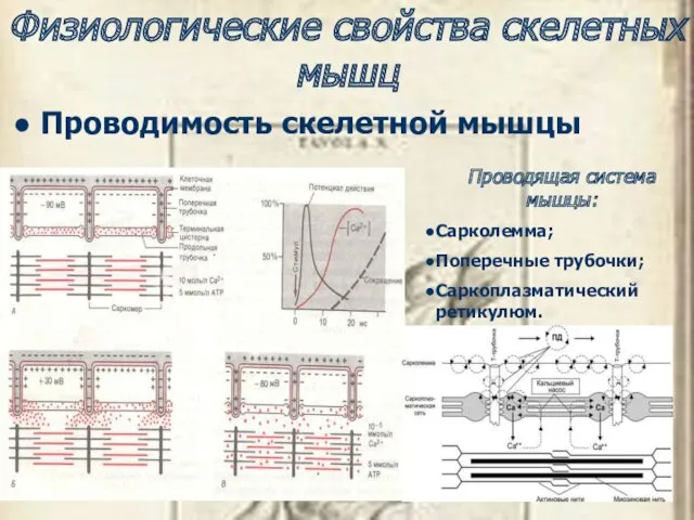 Физиологические свойства скелетных мышц Проводимость скелетной мышцы Проводящая система мышцы: Сарколемма; Поперечные трубочки; Саркоплазматический ретикулюм.