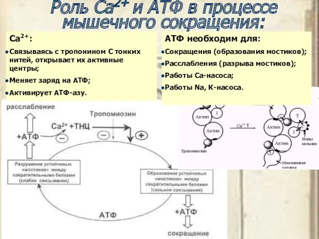 Роль Ca2+ и АТФ в процессе мышечного сокращения: Cа2+: Связываясь