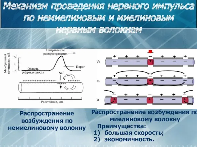 Механизм проведения нервного импульса по немиелиновым и миелиновым нервным волокнам