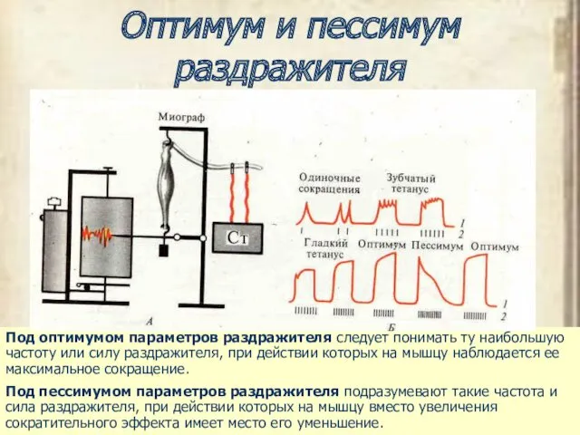 Оптимум и пессимум раздражителя Под оптимумом параметров раздражителя следует понимать