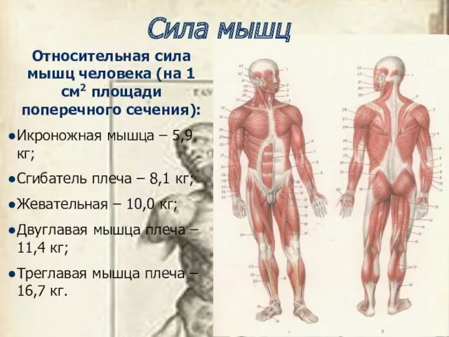 Сила мышц Относительная сила мышц человека (на 1 см2 площади