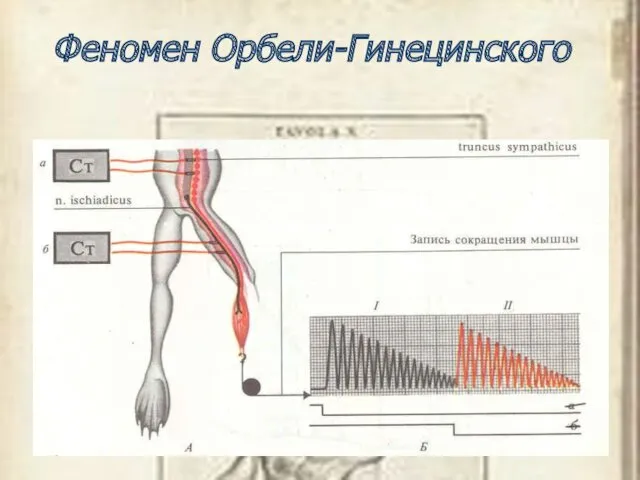 Феномен Орбели-Гинецинского